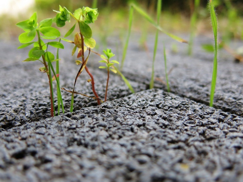 Weed-Control-Buckley-WA