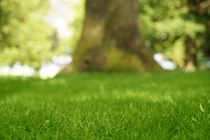 Effective Renton grass hydroseeding in WA near 98058