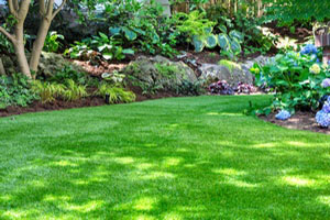 Top Quality Renton lawn hydroseeding in WA near 98058