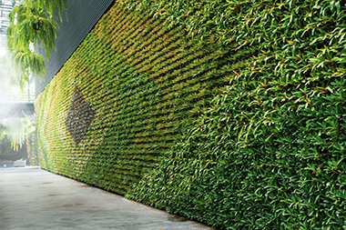 Let us build your Black Diamond living wall in WA near 98010