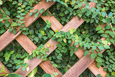 Bellevue trellis installation in WA near 98007