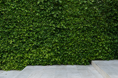 Lakeland Hills living wall creations in WA