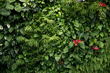 Maple Valley living wall creations in WA