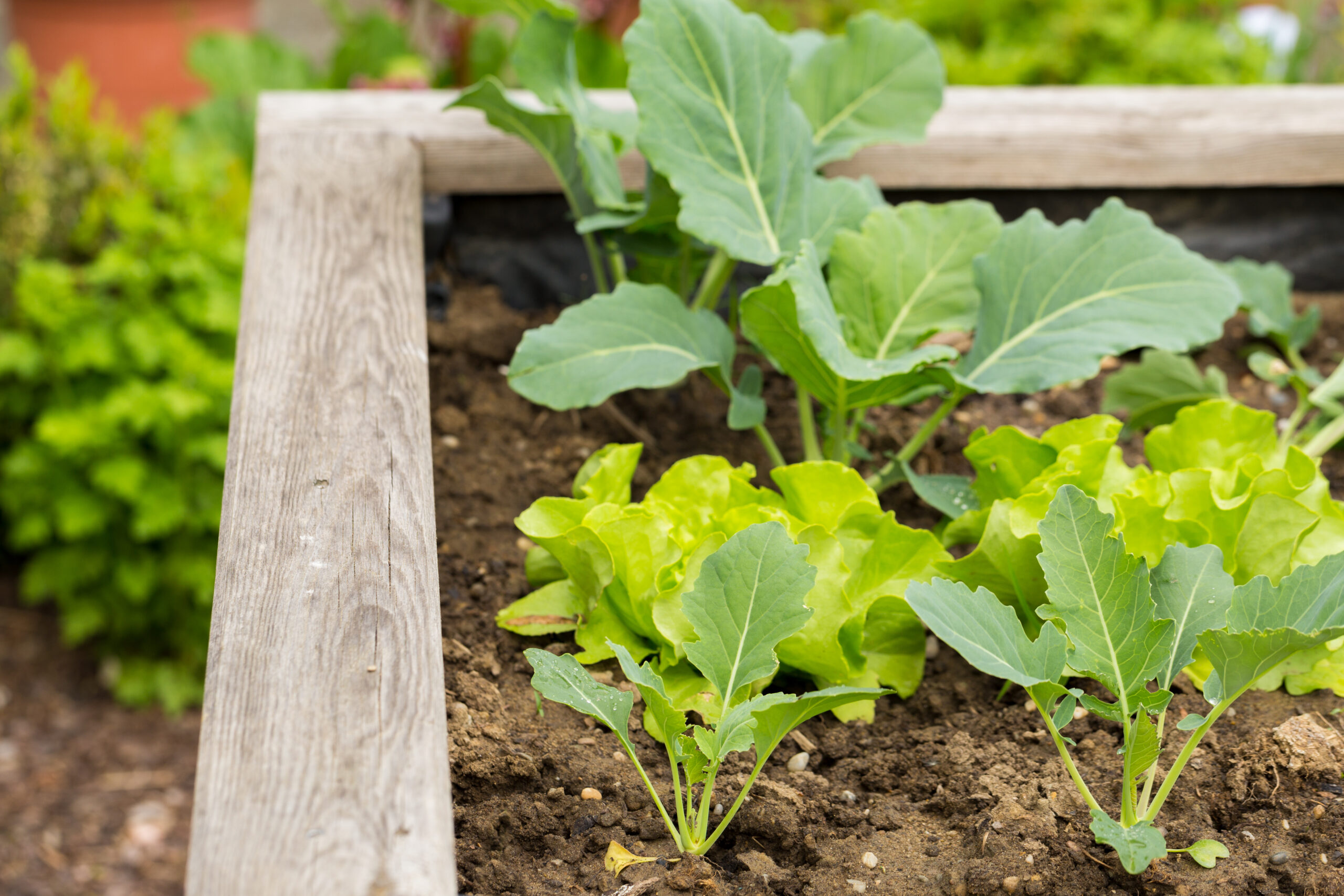 Garden Beds Raised-Fairwood-WA